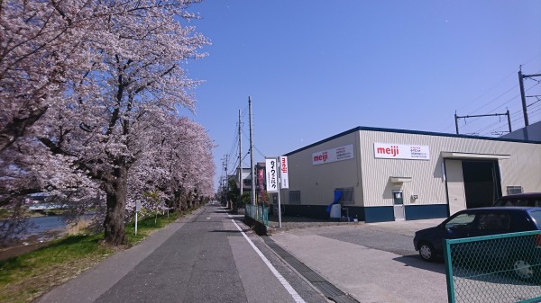 白岡店と桜HP2.jpg