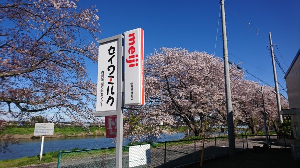 白岡店前の桜HP.jpg